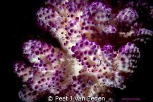 Purple Soft Coral in False Bay, Cape Peninsula, South Africa by Peet J Van Eeden 